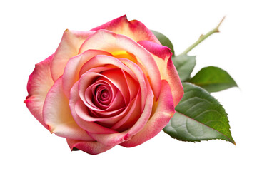 Fototapeta premium Rose isolated on white background, full depth of field 