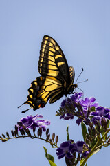 Closeup of beautiful butterfly with blue or yellow background