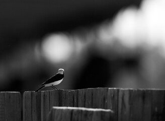 Pied wheatear perched on a fence at Buri farm, Bahrain
