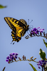 Closeup of beautiful butterfly with blue or yellow background