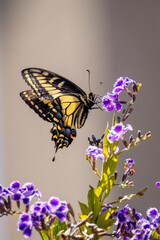 Closeup of beautiful butterfly with blue or yellow background