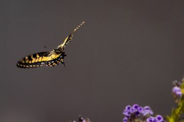 Closeup of beautiful butterfly with blue or yellow background