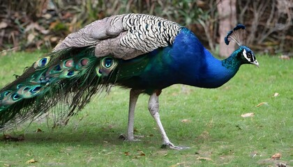 Fototapeta premium peacock with feathers out