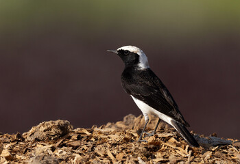 Portrait of a Pied wheatear perched on a mound at Buri farm, Bahrain