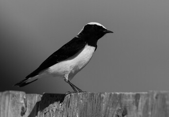 Pied wheatear perched on a wooden fence at Buri farm, Bahrain