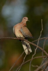 Laughing Dove perched on tree at Jasra, Bahrain