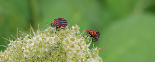 Graphosoma italicum | Two Italian Striped bugs or minstrel bugs with orange-red body and...