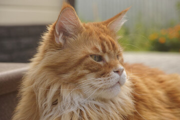 Fototapeta premium A red Maine Coon cat sitting near a home. Close up.