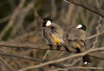 A pair of White-cheeked bulbul perched on acacia tree, Bahrain