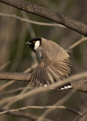 Naklejka premium White-cheeked bulbul stretching its wings, Bahrain