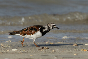 Ruddy Turnstone feeding at Busaiteen coast, Bahrain