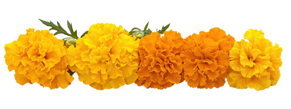 A row of yellow flowers with a white background. The flowers are arranged in a line, with the first flower on the left and the last on the right. The flowers are all the same color