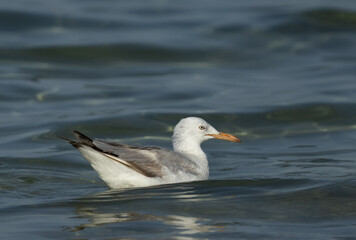 Fototapeta premium Slender-billed gull swimming at Busaiteen coast, Bahrain