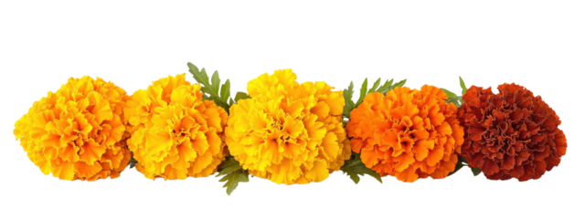 A row of yellow and orange flowers are arranged in a vase. The flowers are of different sizes and are placed in a row. The arrangement gives a sense of warmth and happiness