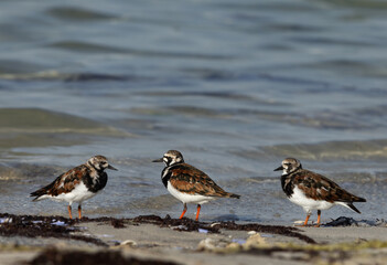 Ruddy Turnstones at Busaiteen coast, Bahrain