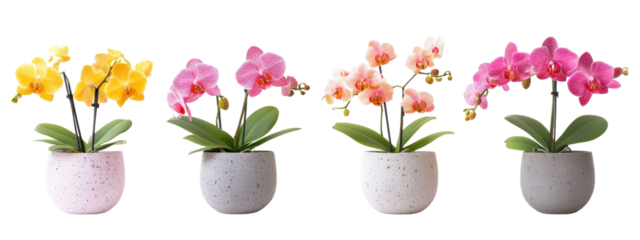 A row of five vases with different colored flowers in them