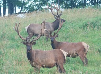 Elk Bull in Velvet Antlers Benezette PA Elk County Country 