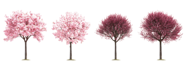 Four trees with pink blossoms are shown in a row. The trees are of different sizes and are arranged in a way that they appear to be growing in a line. Concept of growth and progression