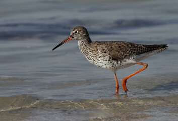 Closeup of a common Redshank moving at Busaiteen coast of Bahrain