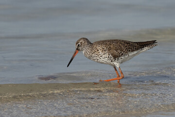 Redshank feeding at Busaiteen coast of Bahrain
