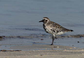 Grey plover at Busaiteen coast of Bahrain