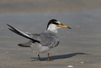Little Tern at Busaiteen coast of Bahrain