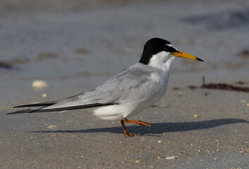 Portrait of a Little Tern at Busaiteen coast of Bahrain