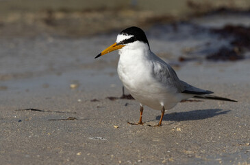 Little Tern at Busaiteen coast of Bahrain