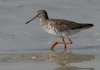 Closeup of a Redshank at Busaiteen coast of Bahrain