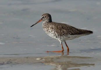 Redshank feeding at Busaiteen coast, Bahrain