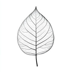 Obraz premium A single leaf with intricate veins, outlined in delicate black lines