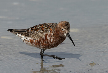 Portrait of a Curlew Sandpiper at Busaiteen coast, Bahrain