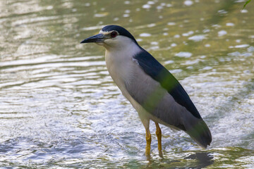 Adulto di nitticora all'oasi naturalistica di Manzolino