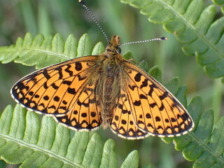 Small Pearl Bordered Fritillary, Boloria Serlene on Fern in Scottish woodland