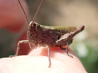 Grasshopper at Knepp Rewilding Project