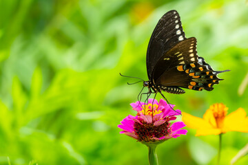 Spicebush Swallowtail Butterfly feeding on a zinnia flower