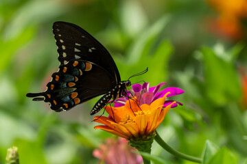 Spicebush Swallowtail Butterfly feeding on a zinnia flower