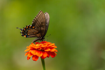 Pipevine Swallowtail Butterfly feeding on a zinnia flower