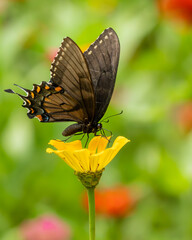 Pipevine Swallowtail Butterfly feeding on a zinnia flower