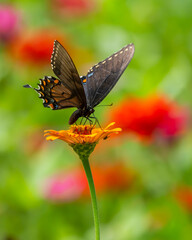 Pipevine Swallowtail Butterfly feeding on a zinnia flower