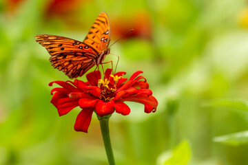 Gulf Fritillary Butterfly feeding on a zinnia flower