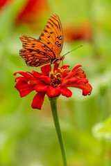 Gulf Fritillary Butterfly feeding on a zinnia flower