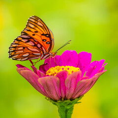 Gulf Fritillary Butterfly feeding on a zinnia flower