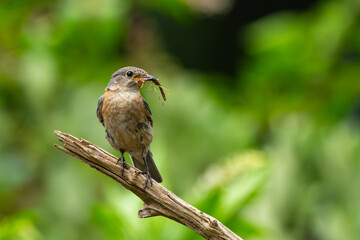 Eastern bluebird with a insect for feeding young