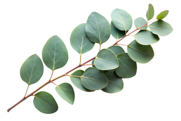 Fresh eucalyptus sprig 3d, cut out  © Runa