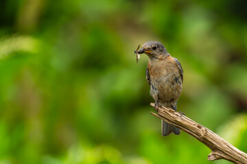 Eastern bluebird with a insect for feeding young