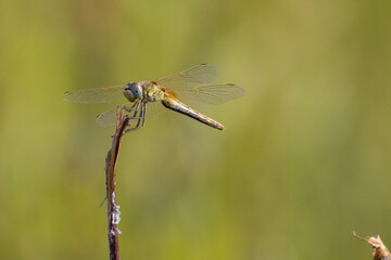 sympetrum fonscolombii libellula nel prato estivo di Monte San Pietro