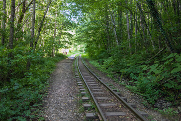 An old railway disappearing into a dense forest.