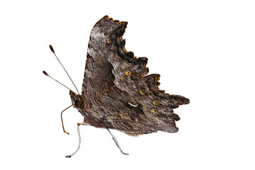 Satyr Comma (Polygonia satyrus) Butterfly Photo, Over a Transparent PNG Background, 