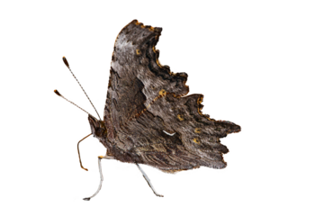 Satyr Comma (Polygonia satyrus) Butterfly Photo, Over a Transparent PNG Background, 